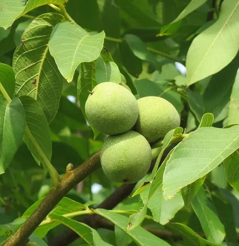 توزیع و فروش نهال گردو تولری|خدمات باغبانی و درختکاری|سجاس رود, |دیوار