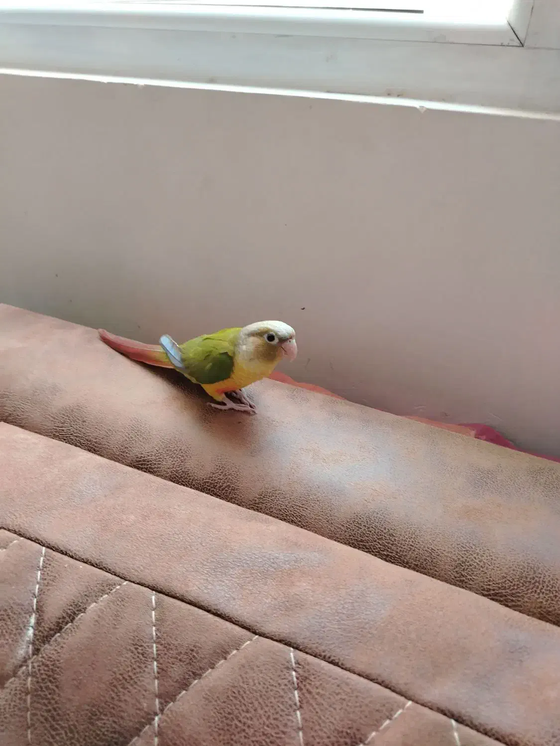 پرنده گیرینچیک آناناسی|پرنده|شیراز, دلجو|دیوار