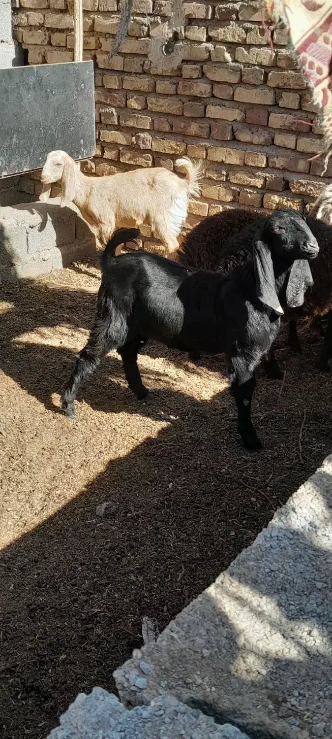 بزبادوتاکهره|حیوانات مزرعه|کرمان, |دیوار