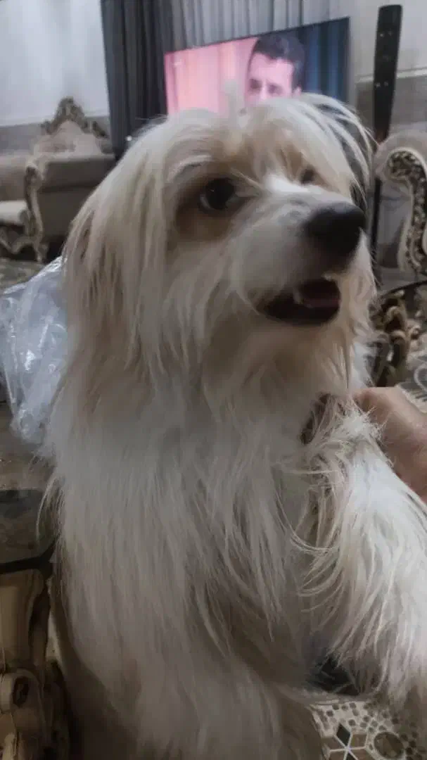 واگذاری سگ|سگ|بندرعباس, |دیوار