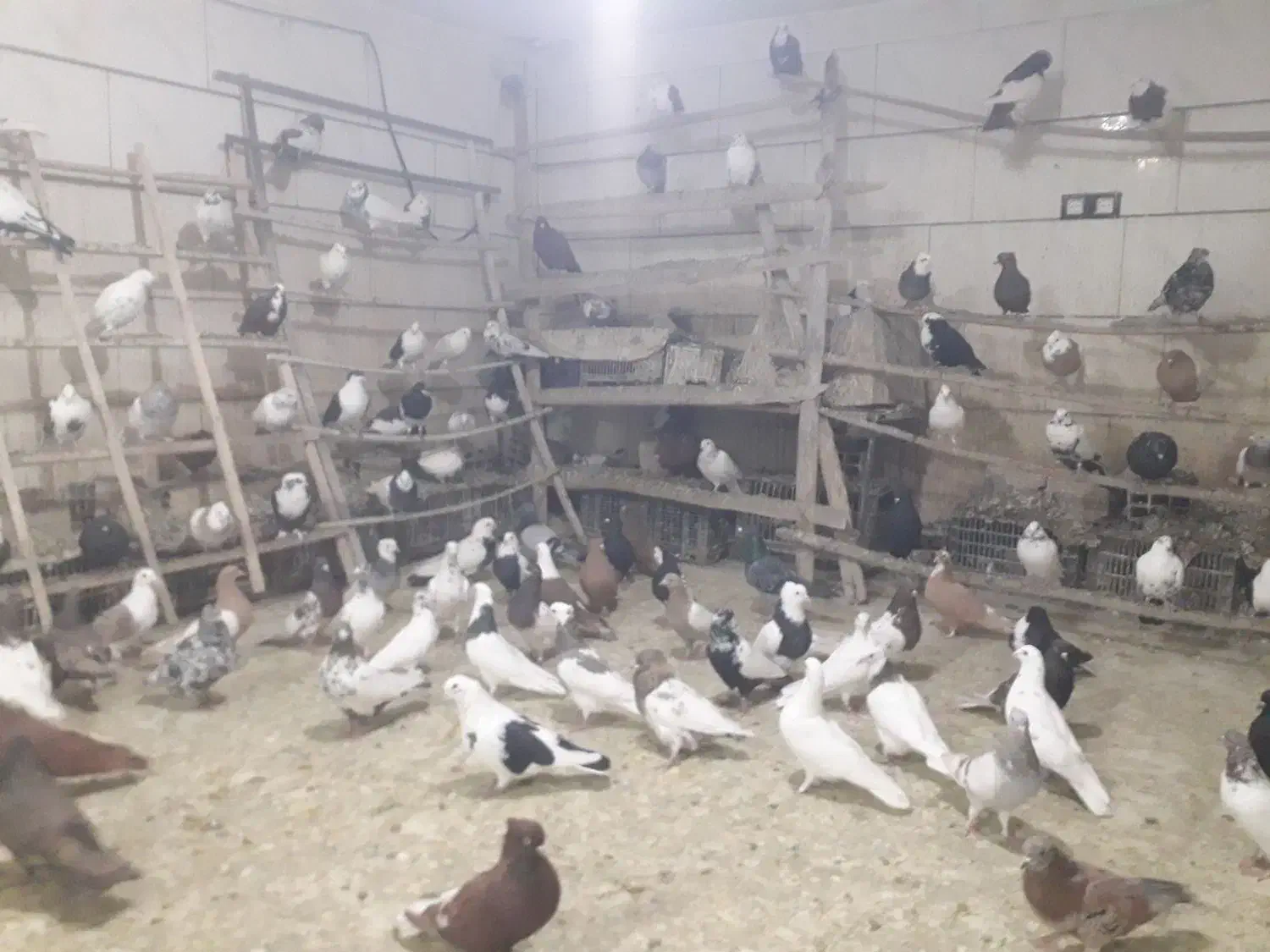 انواع کبوتر|پرنده|سنندج, |دیوار