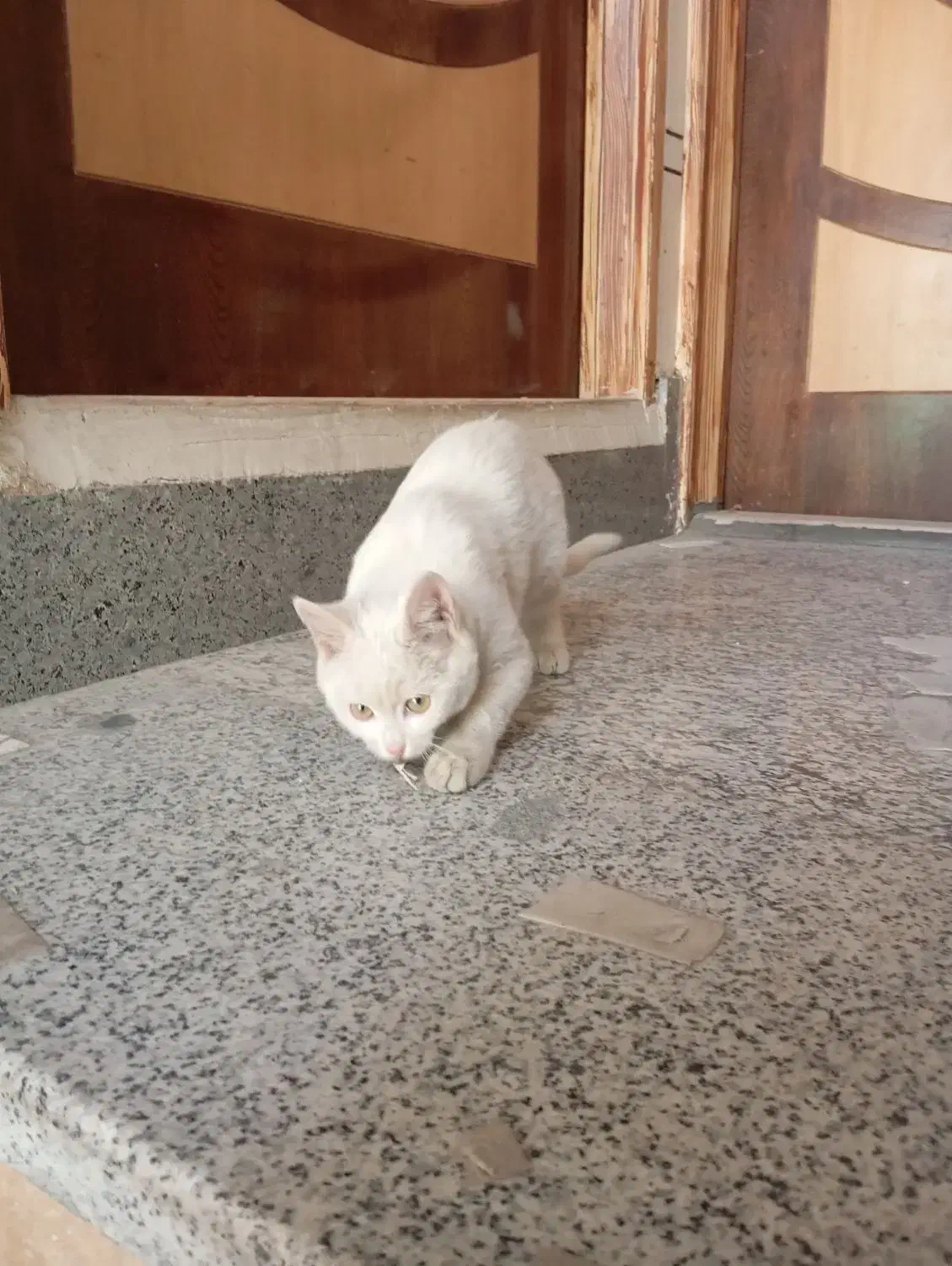 گربه خونگی نژاد اسکاتیش|گربه|خمینی‌شهر, |دیوار