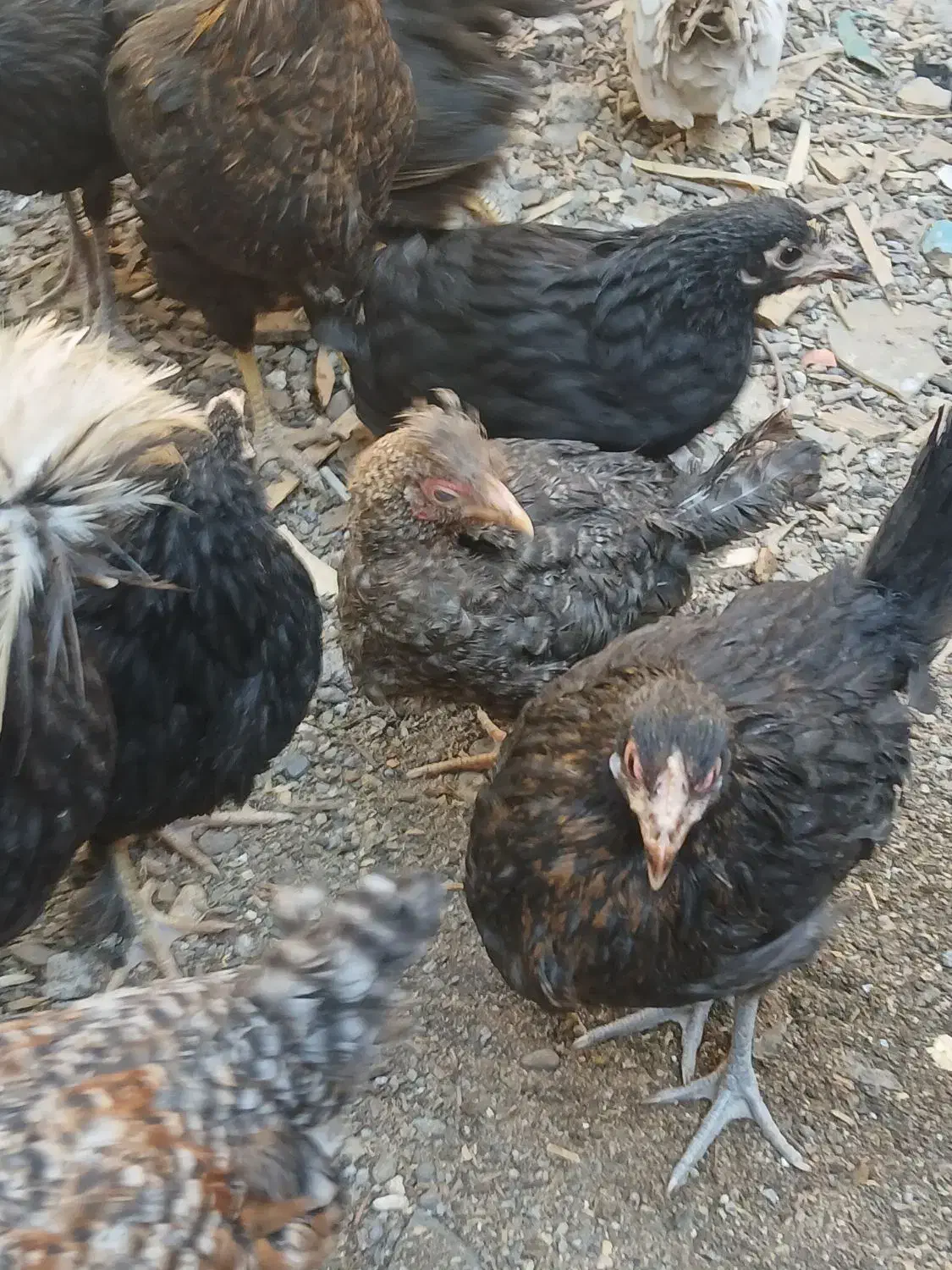 نوچه مرغوخروس|حیوانات مزرعه|قم, بلوار امین و ساحلی|دیوار