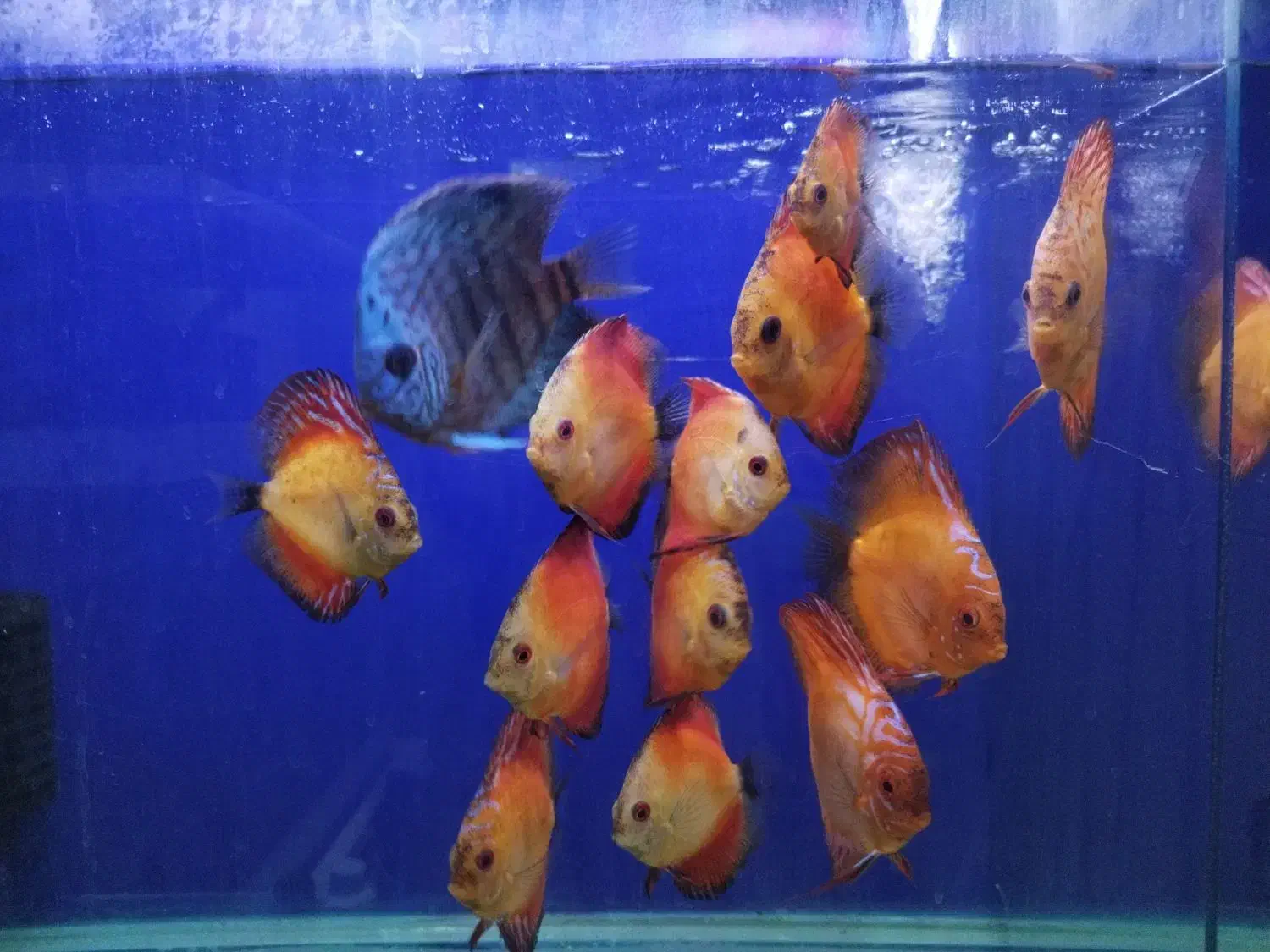 دیسکس|ماهی|اراک, |دیوار