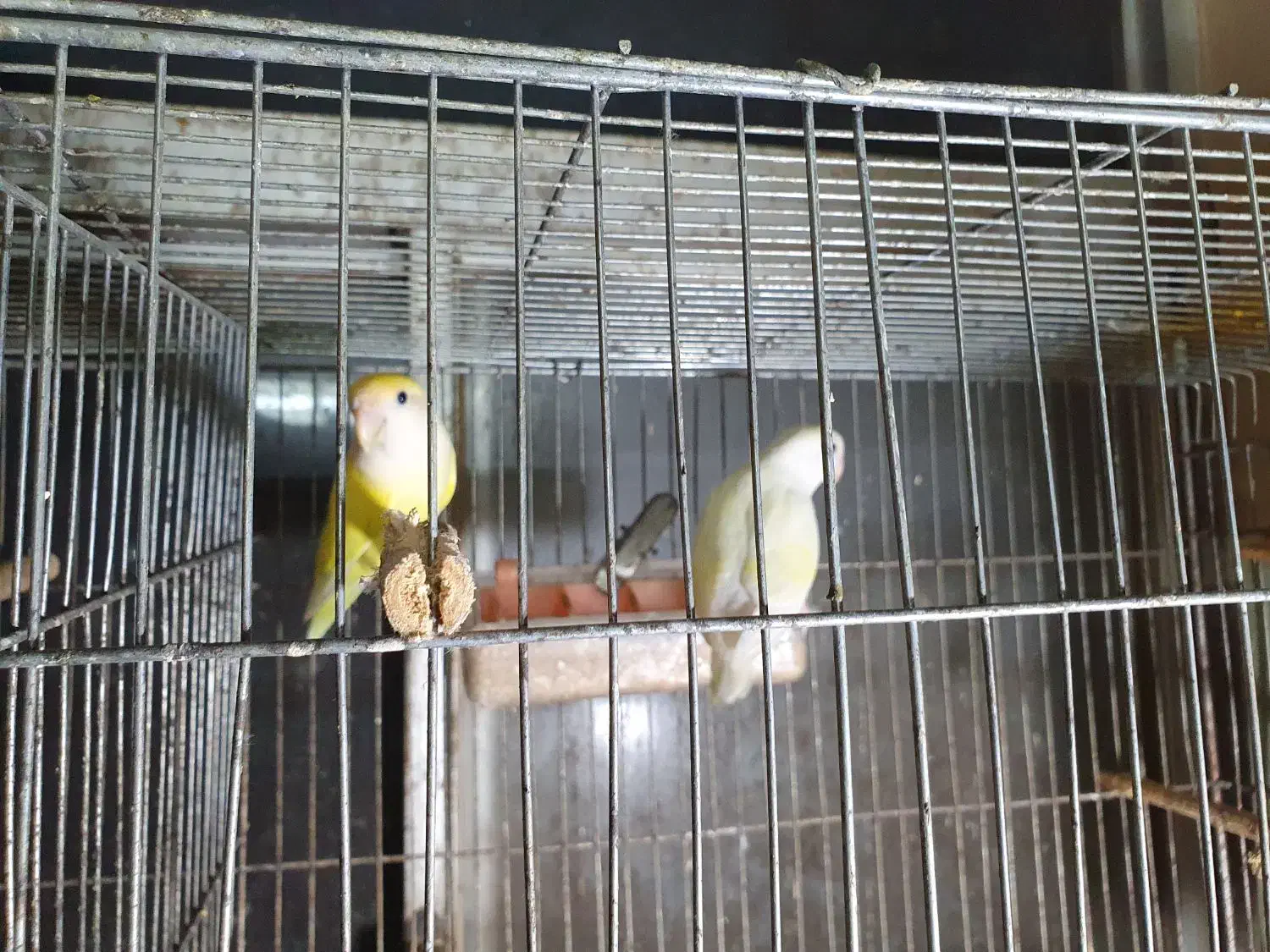 کوتوله برزیلی مولد|پرنده|سرخنکلاته, |دیوار