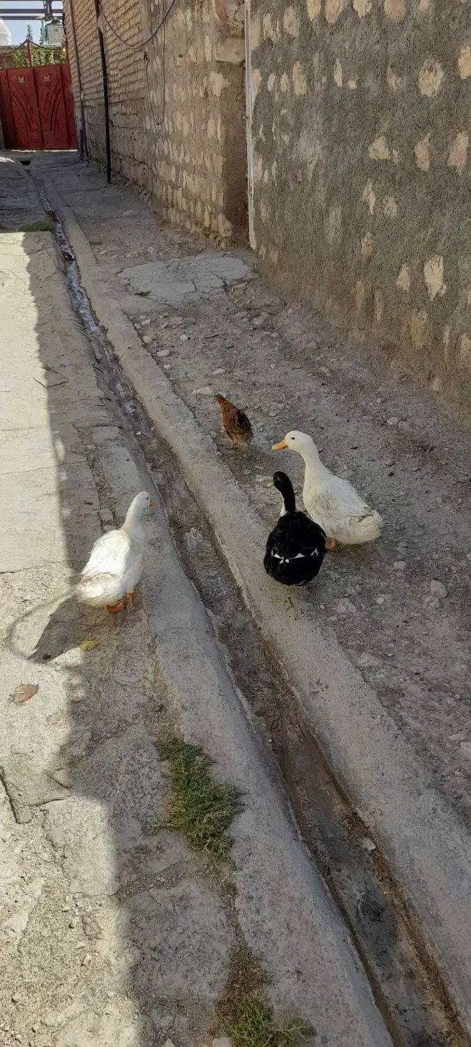 فروش اوردک|حیوانات مزرعه|طرهان, |دیوار