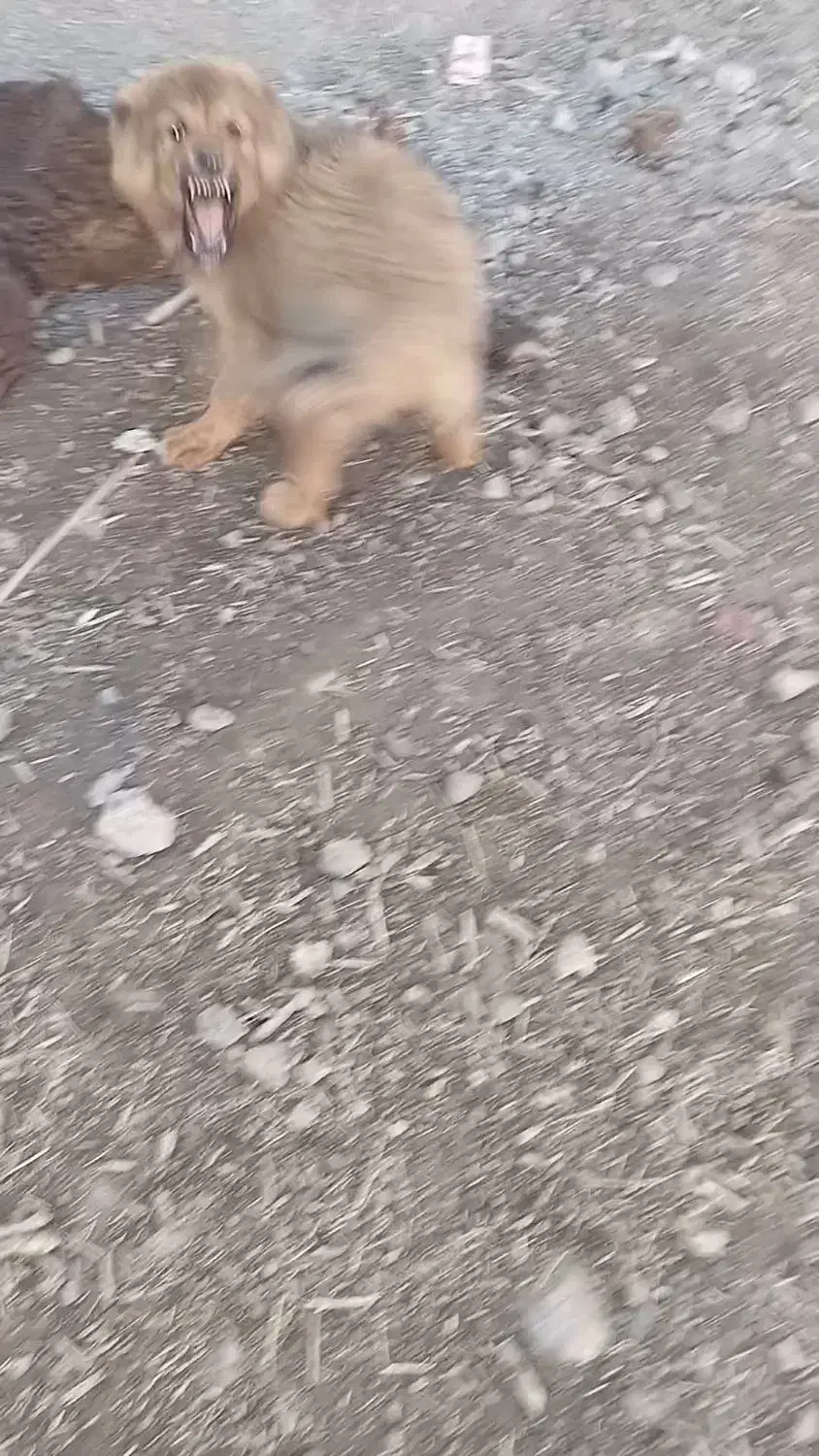 سگ جوان|سگ|خرم‌آباد, |دیوار