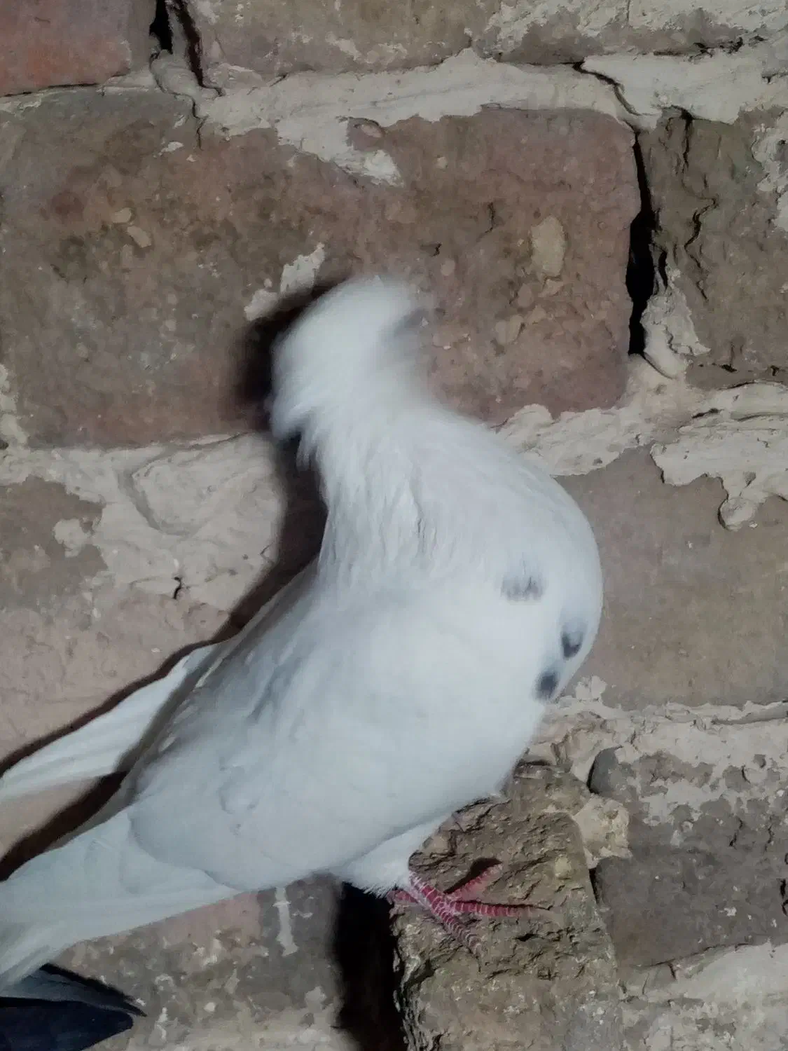 کفتر|پرنده|نیشابور, دهنو|دیوار