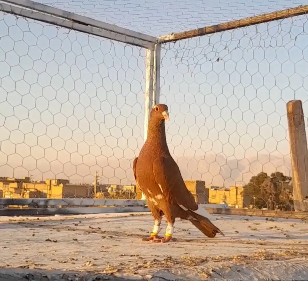 کبوتر قره|پرنده|مرودشت, شهرک مهدیه|دیوار