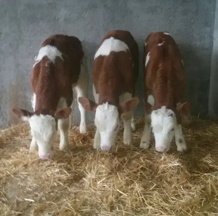 درآمدتان را چندبرابر افزایش دهید|حیوانات مزرعه|بندر ترکمن, |دیوار