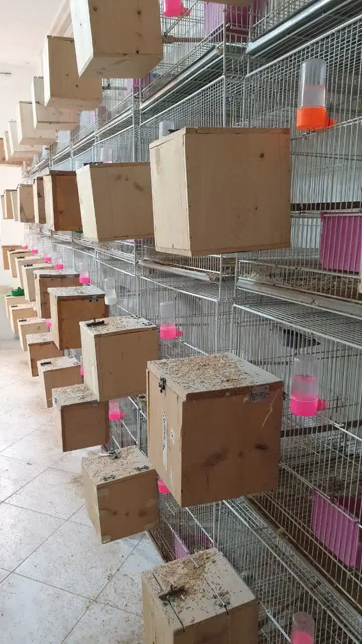 لاوبرد طوطی کوتوله پاربلو یووینگ گرینچیک قناری قفس|پرنده|مشهد, عبادی|دیوار