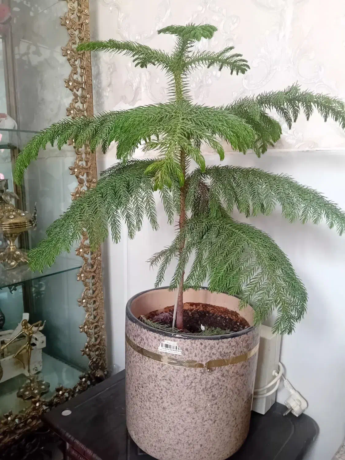 گل  مدبخی|گل و گیاه طبیعی|قم, شاه ابراهیم|دیوار