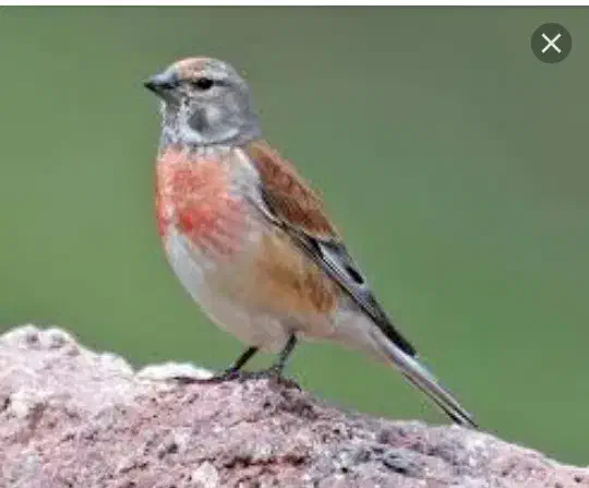 سهره سینه سرخ وگلبسرنر|پرنده|خمینیشهر, |دیوار