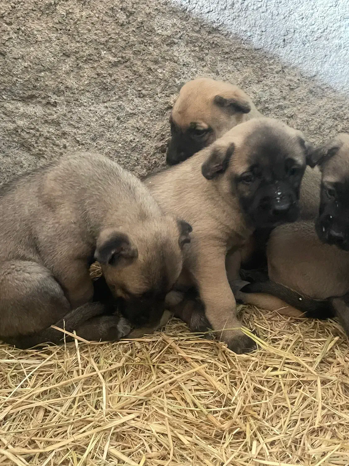 توله سرابی|سگ|پاکدشت, پاکدشت (مامازند)|دیوار