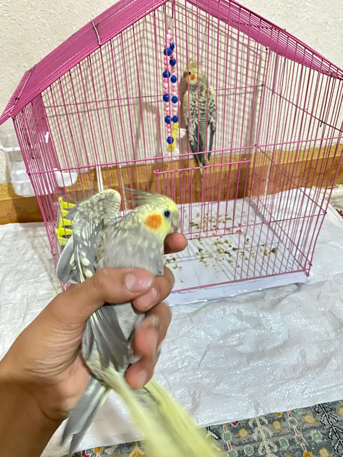 عروس هلندی یکی نر یکی ماده با قفس|پرنده|شاهرود, |دیوار