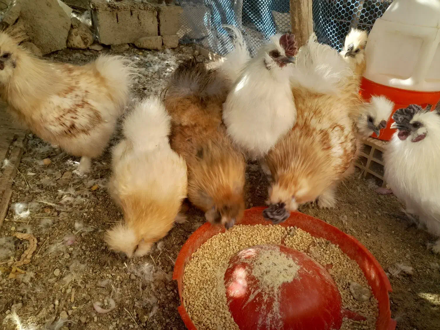 فروش خورس ابریشمی اصل|حیوانات مزرعه|باغ ملک, |دیوار