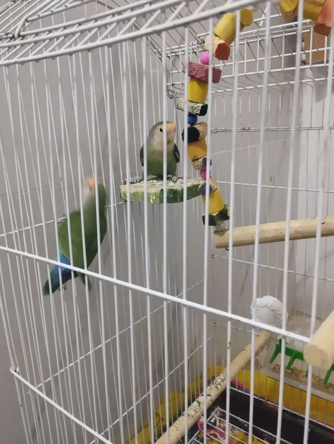 کوتوله برزیلی|پرنده|تربت‌حیدریه, فرمانداری|دیوار