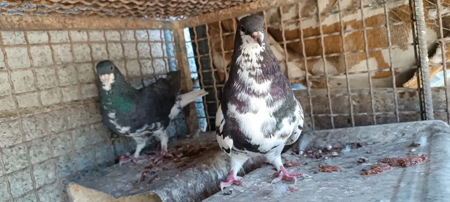 فروشی|پرنده|کازرون, |دیوار