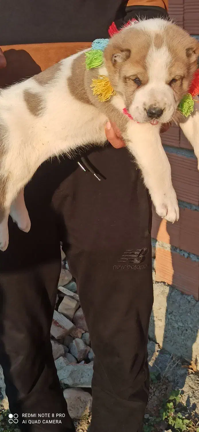 توله های نر و ماده|سگ|تهران, تهرانپارس شرقی|دیوار