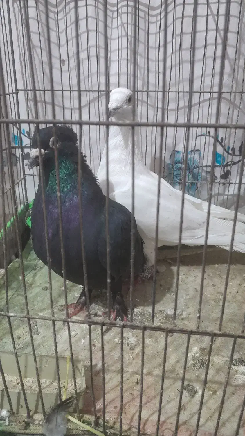 کفتر نر شکار|پرنده|رفسنجان, |دیوار