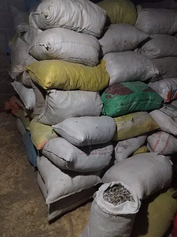 فروش کودکبوتر|خدمات باغبانی و درختکاری|ملکان, |دیوار