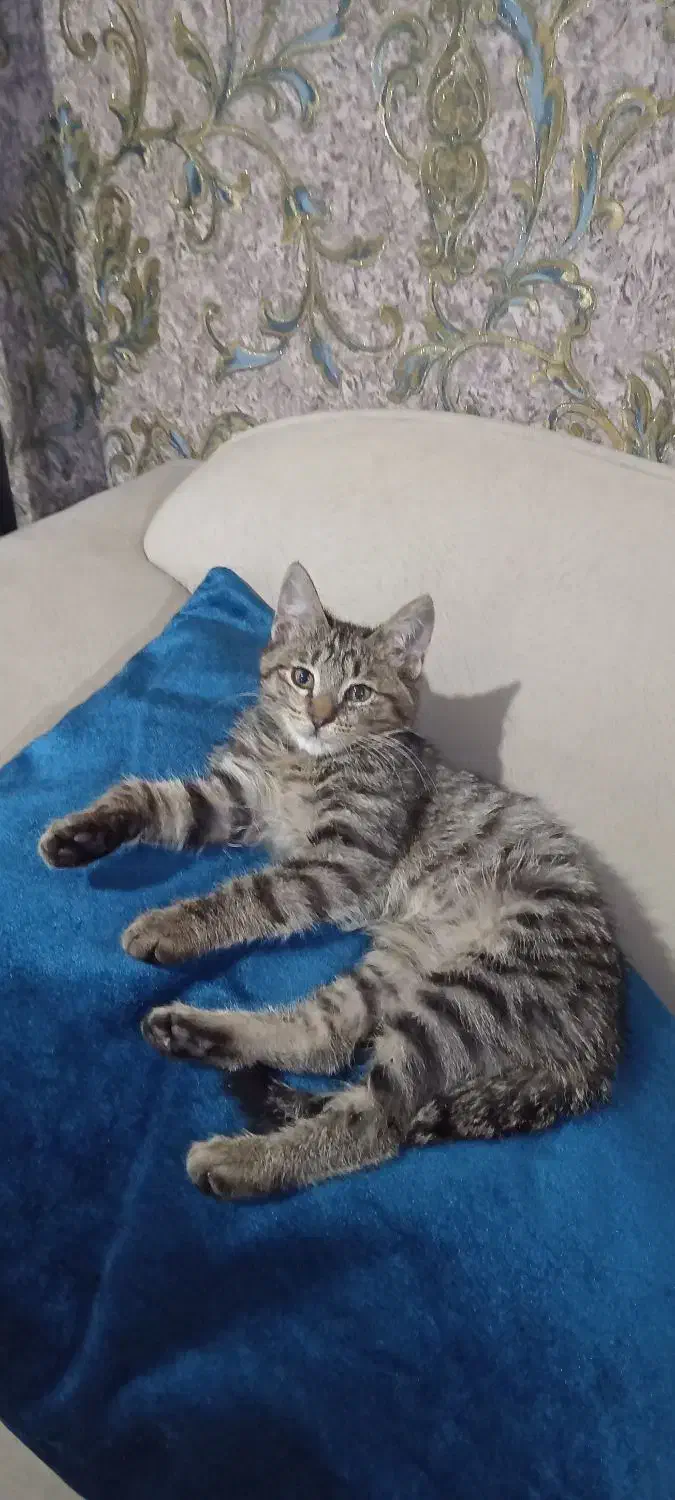 بچه گربه|گربه|کرج, خلج آباد|دیوار