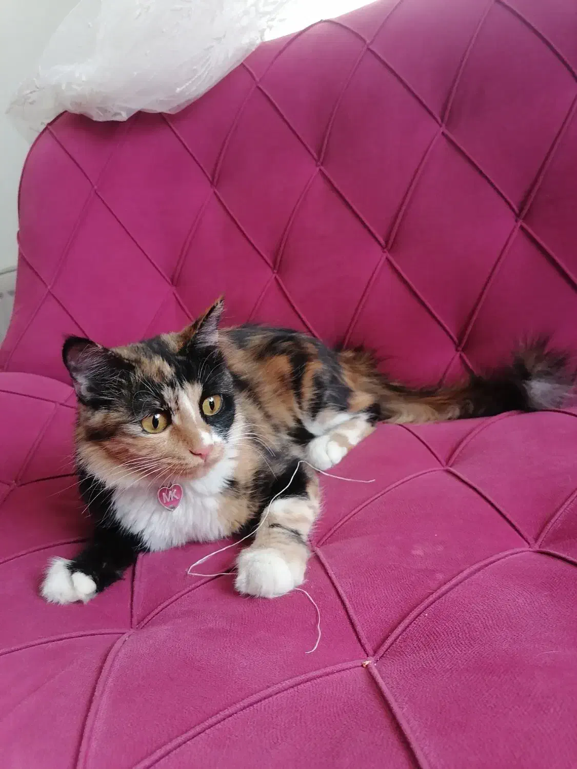 گربه کالیکو|گربه|ارومیه, |دیوار