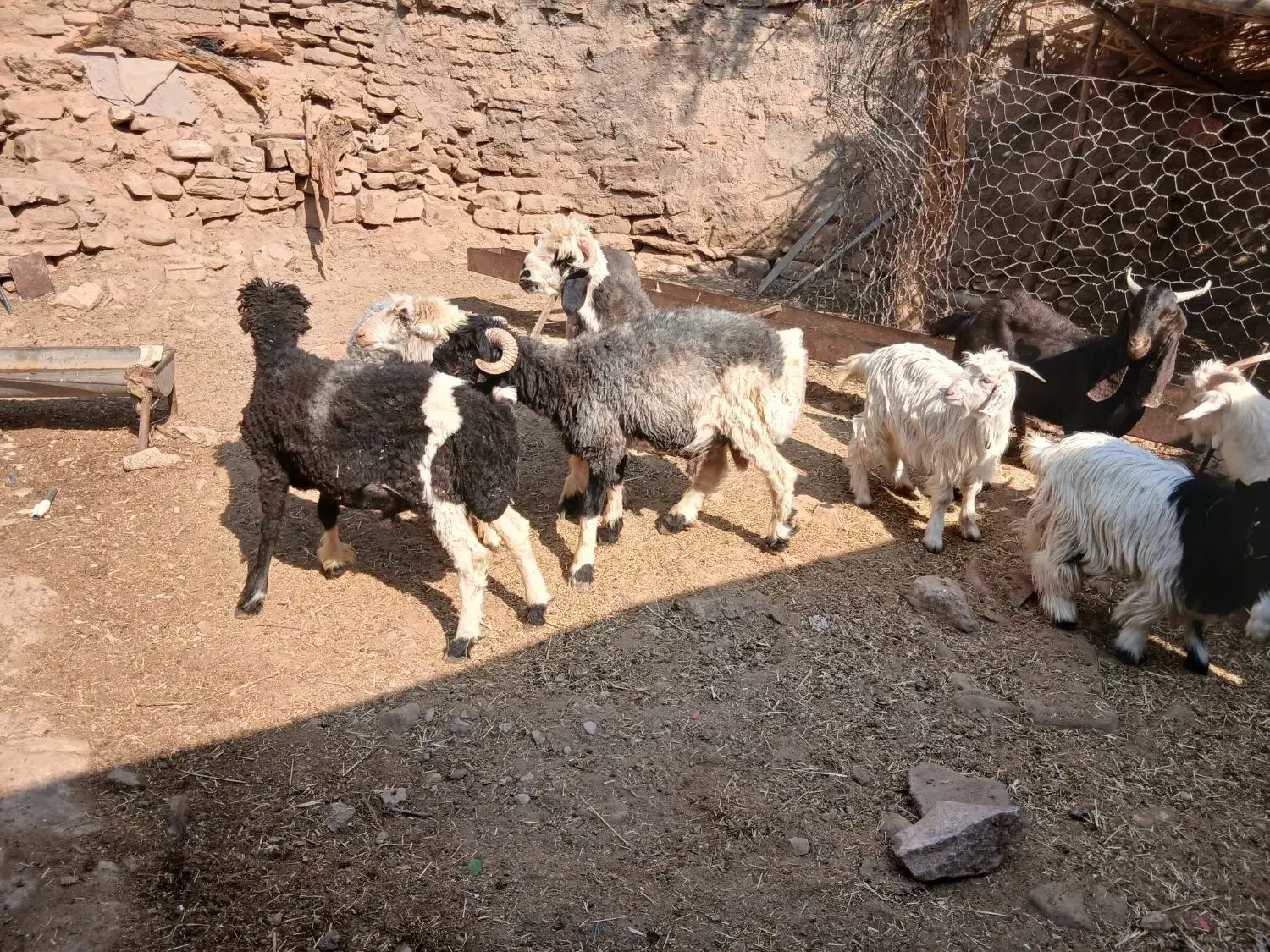 ۱۱۱|حیوانات مزرعه|مسجد سلیمان, |دیوار