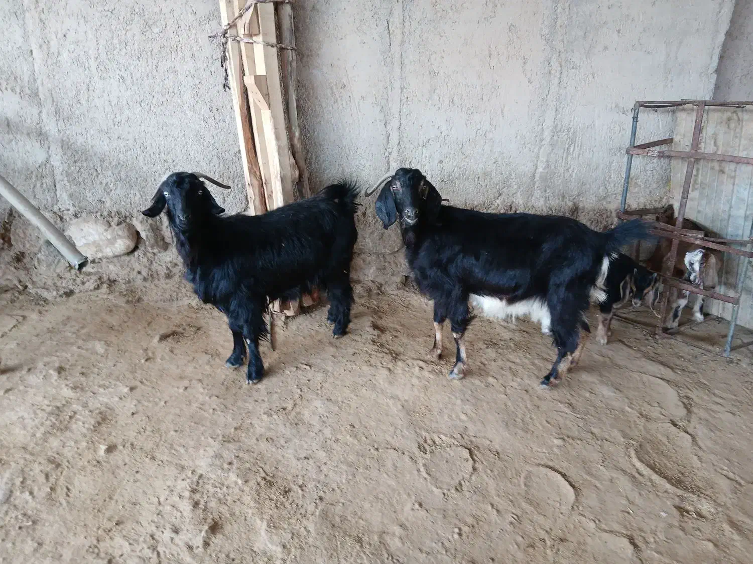 بزداشتی|حیوانات مزرعه|مهران (ایلام), |دیوار