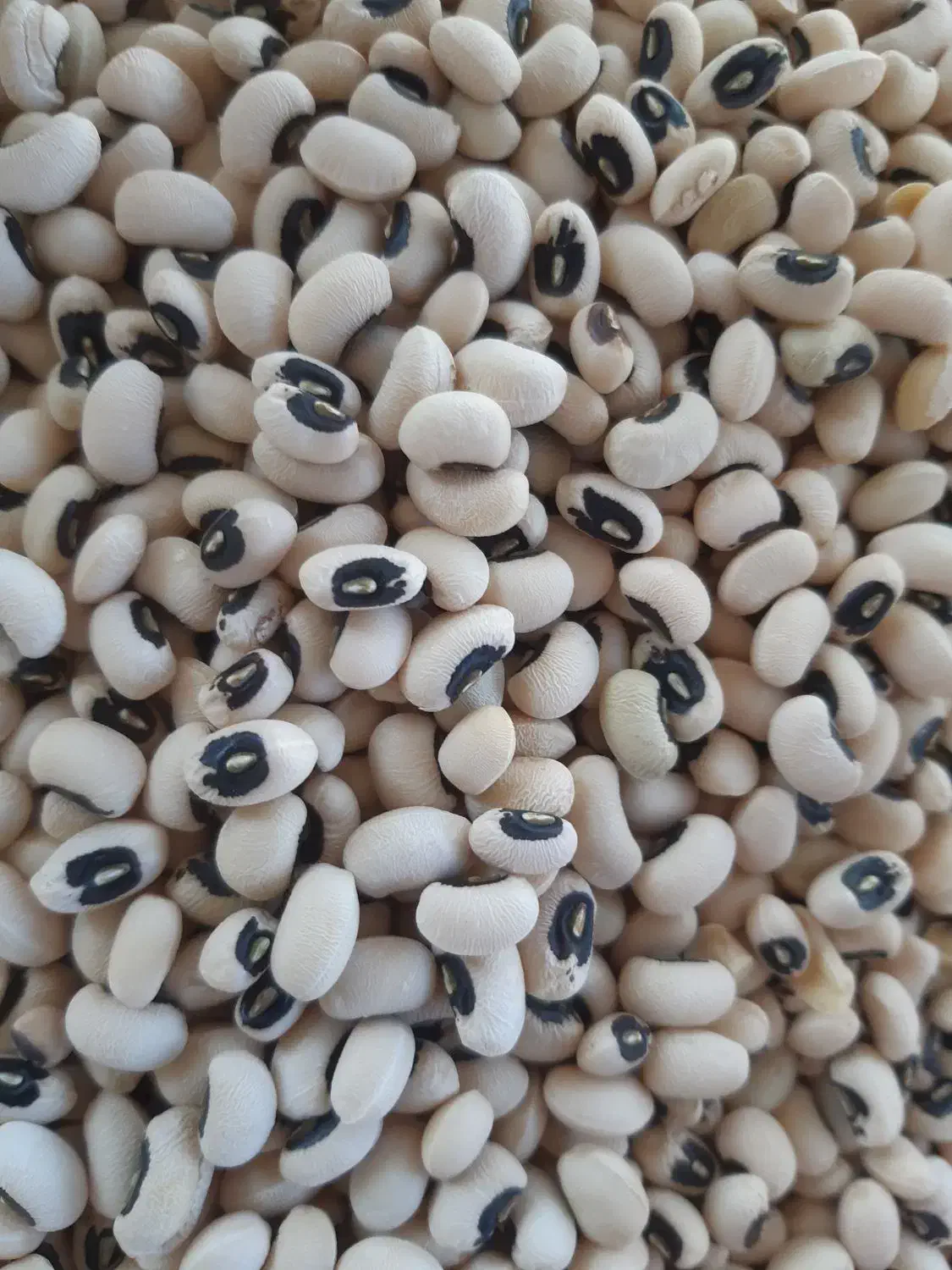 لوبیا چیتی|عمدهفروشی|معمولان, |دیوار