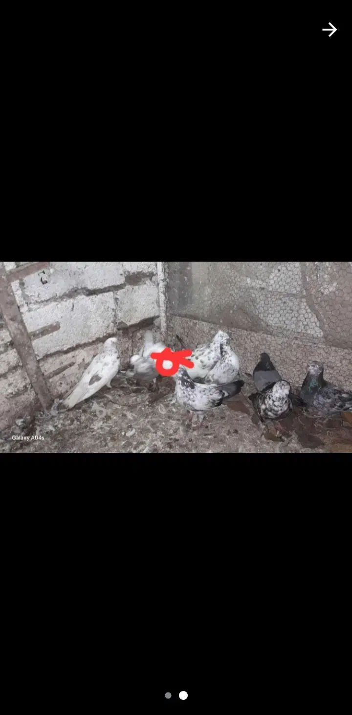 ۱۲ عدد کبوتر رنگی و|پرنده|قائم‌شهر, |دیوار