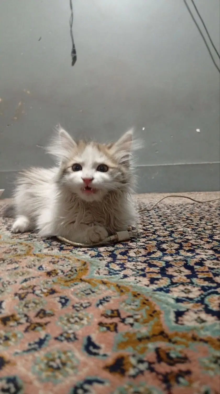 گربه ملوس|گربه|بهارستان, |دیوار