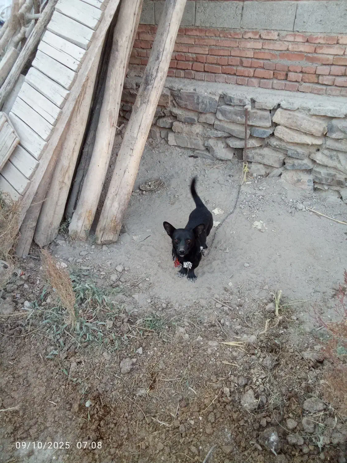 پاکوتاه فیندو نر|سگ|میاندوآب, |دیوار