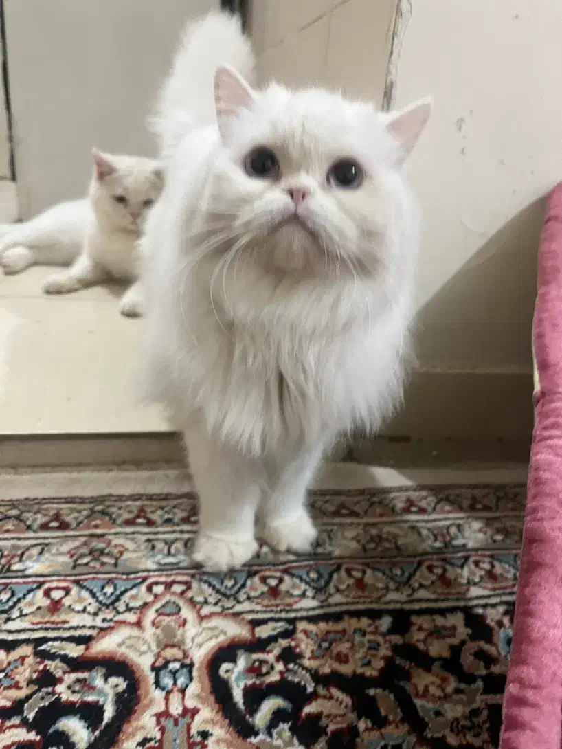 حیوان کالا نیست|گربه|شهرکرد, |دیوار