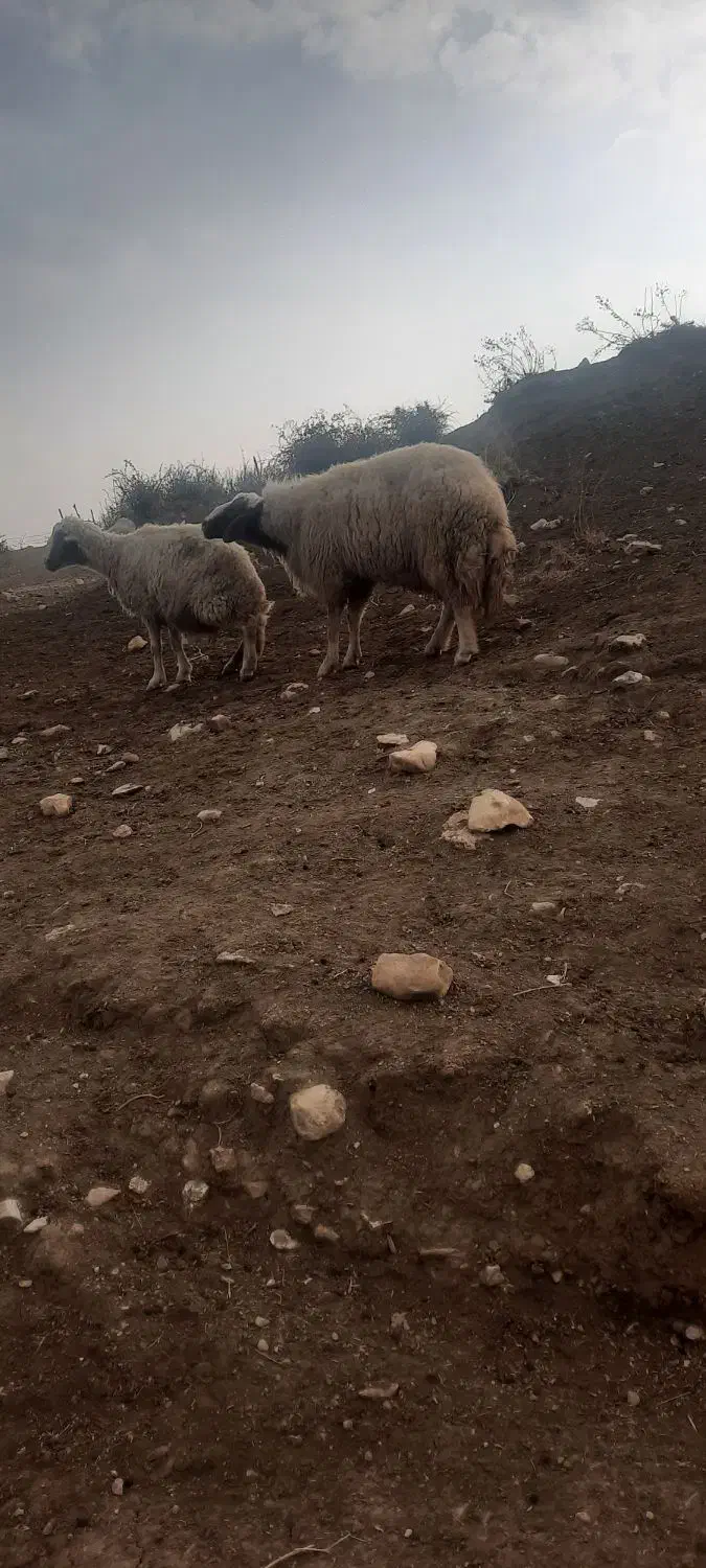 قوچ شیره دار|حیوانات مزرعه|ماهیدشت, |دیوار