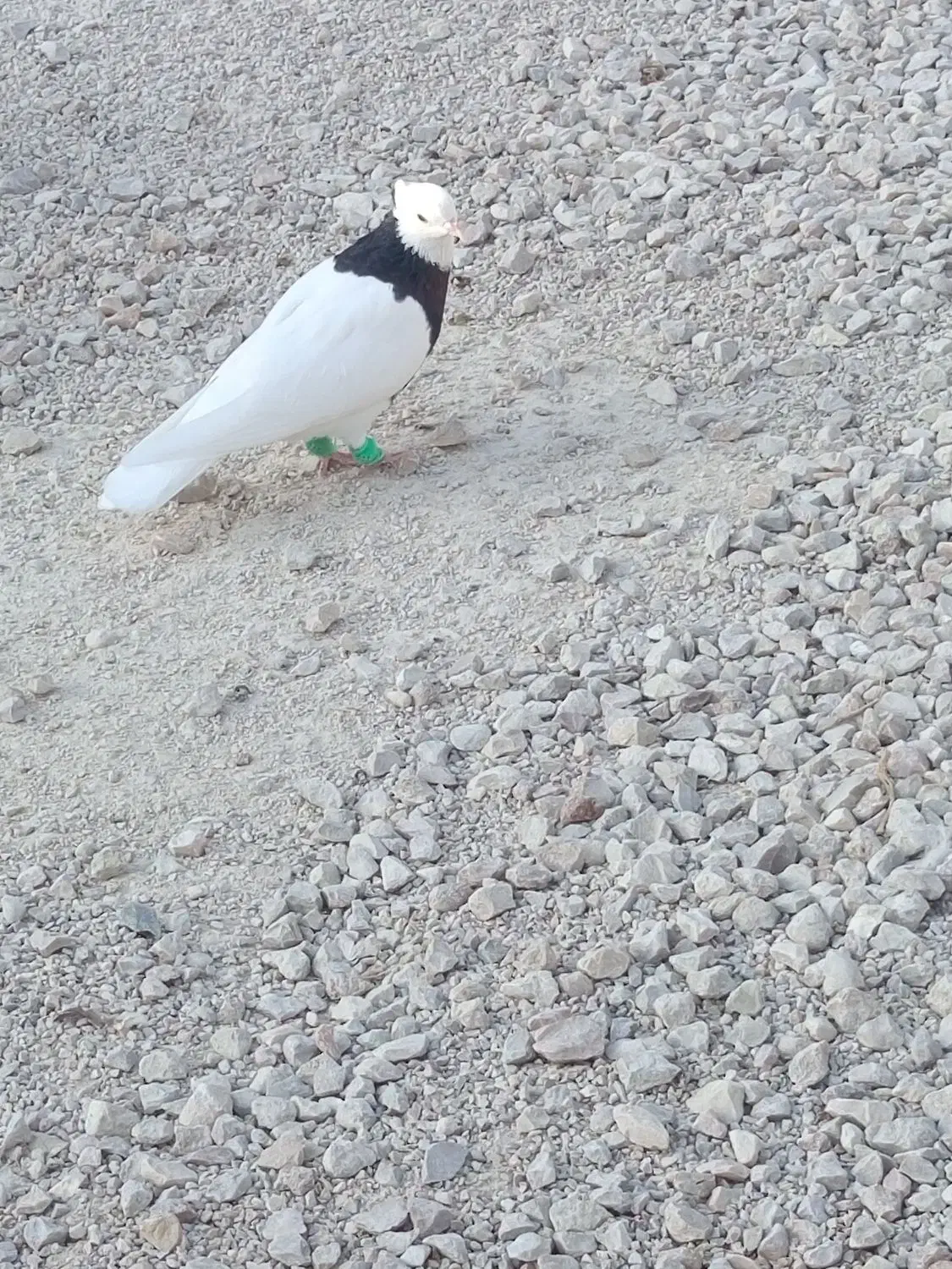 طوقی|پرنده|گله دار, |دیوار