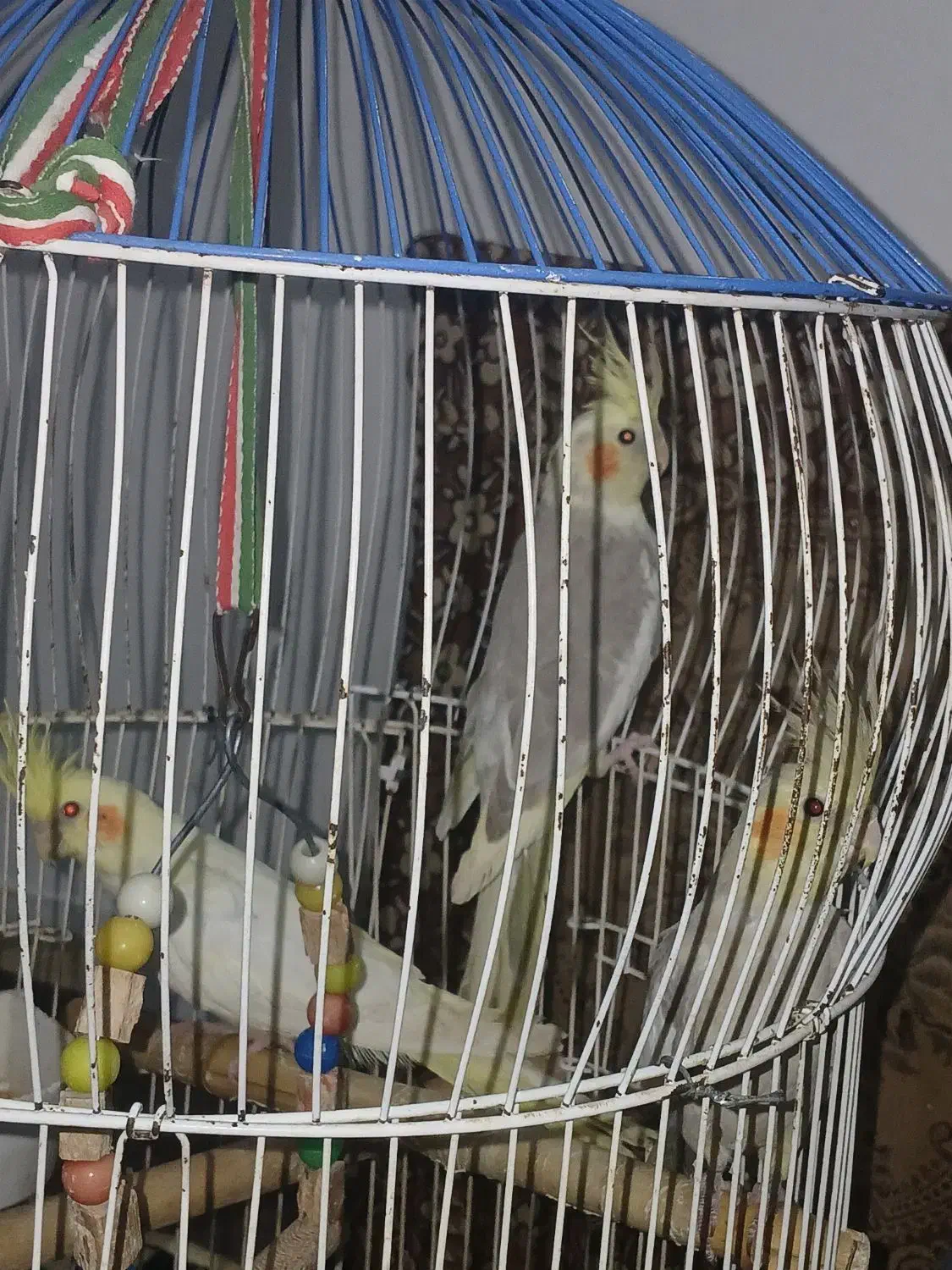 سه عدد عروس هلندی سرحال آماده جفت گیری۶ماهه|پرنده|طاهرگوراب, |دیوار