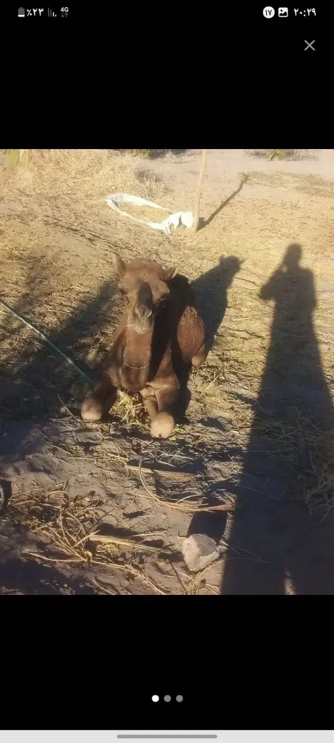 بچه شتر (نر)|حیوانات مزرعه|دلگان, |دیوار