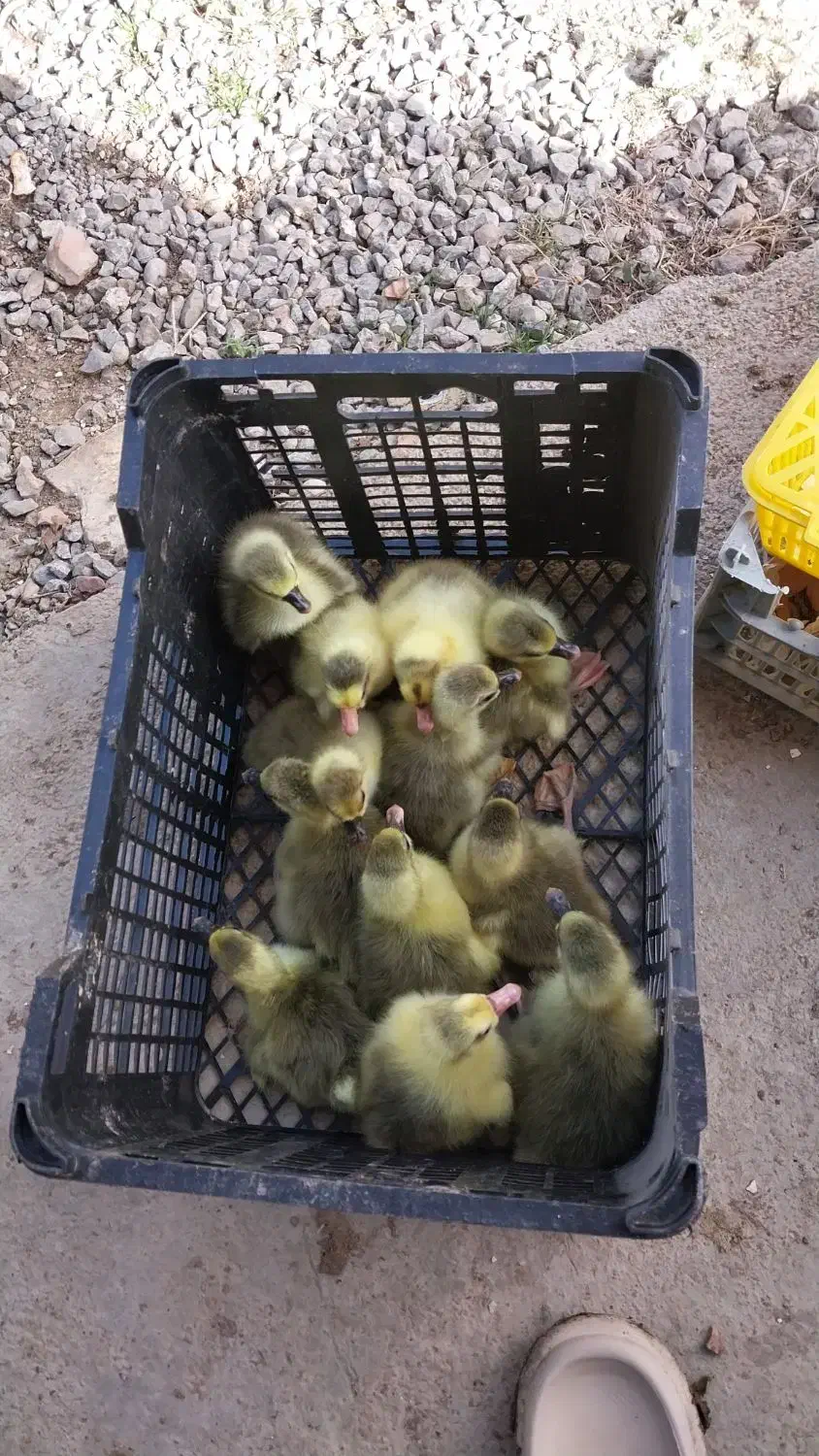 جوجه غاز دورگ درشت|حیوانات مزرعه|ساری, |دیوار