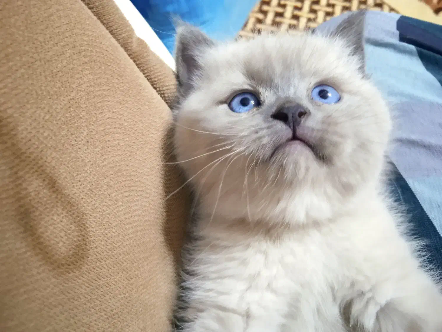 بچه گربه اسکاتیش اصل|گربه|میانه, |دیوار