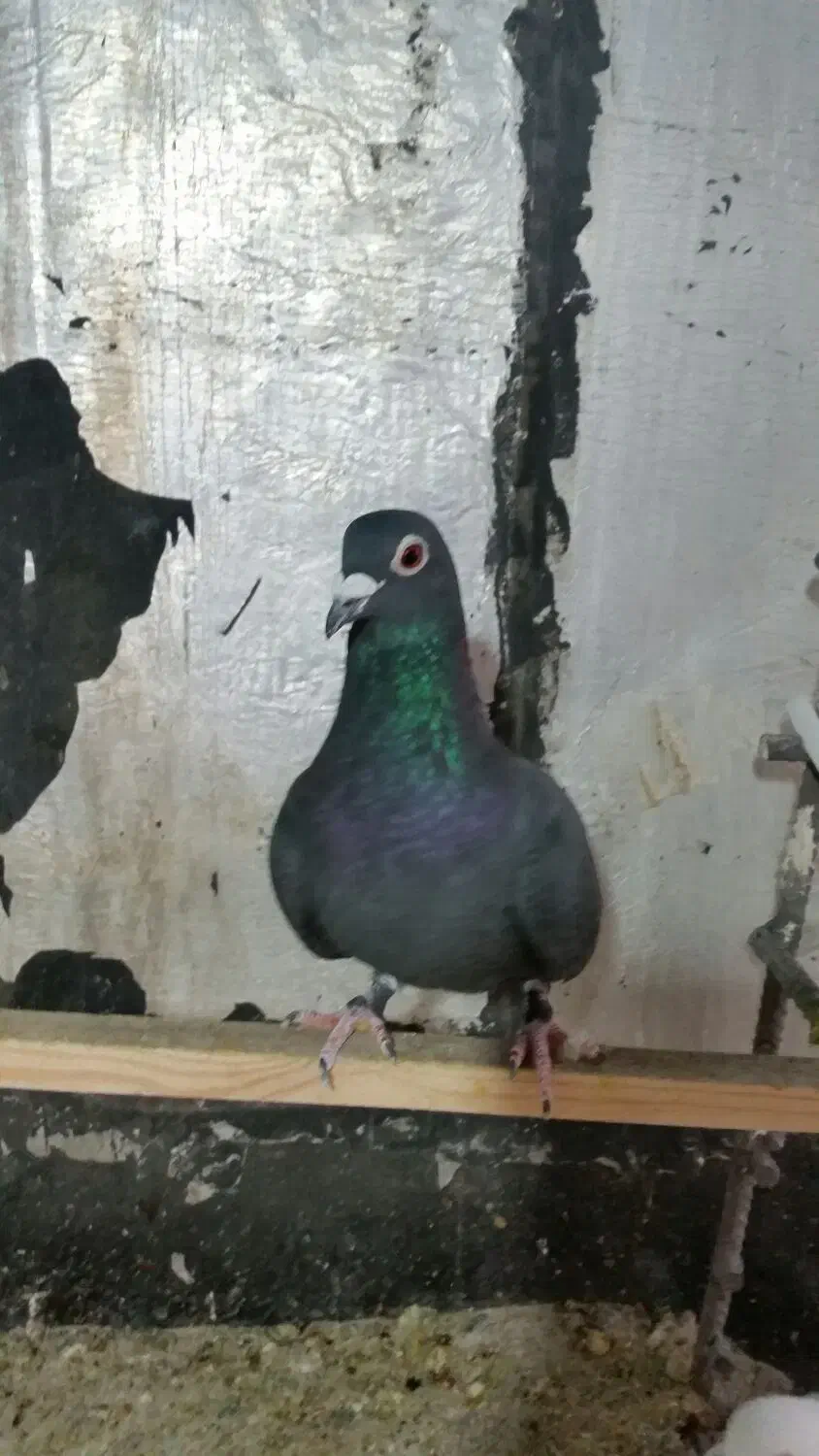 کبوتر پلاکی ماده سیاه|پرنده|صدرا-فارس, فاز ۲|دیوار