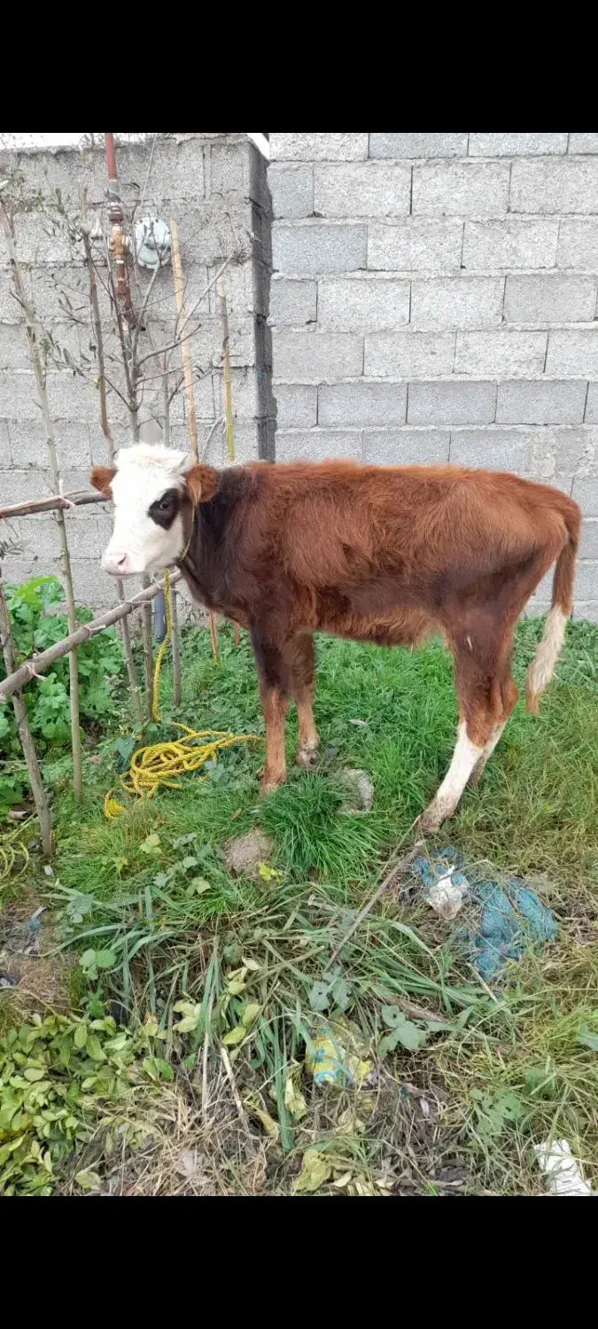 لیشه ماستی|حیوانات مزرعه|کوچصفهان, |دیوار