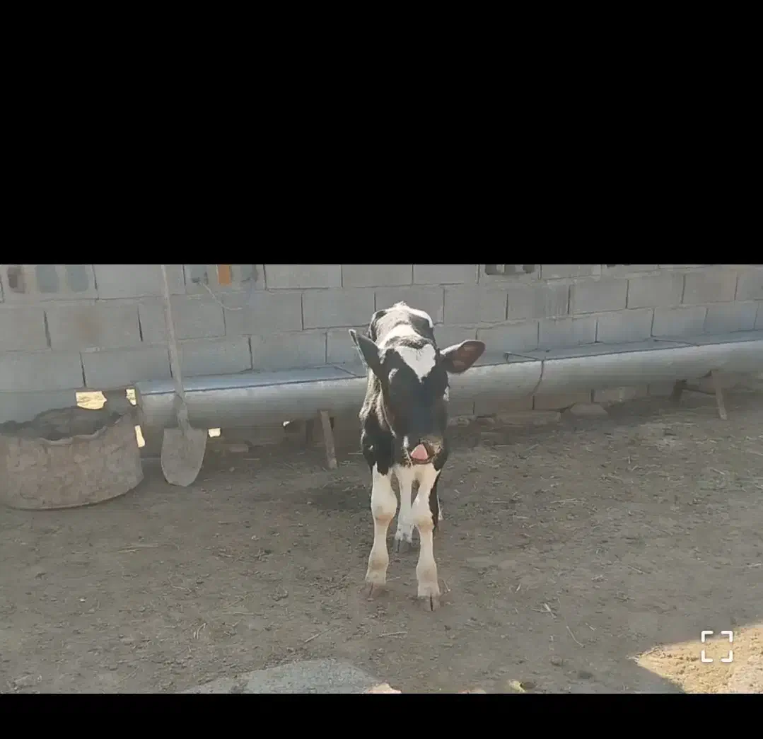 گوساله شیری|حیوانات مزرعه|جعفرآباد, |دیوار