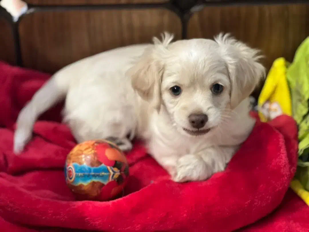 توله سگ پودل کراس|سگ|مشهد, هنرستان|دیوار