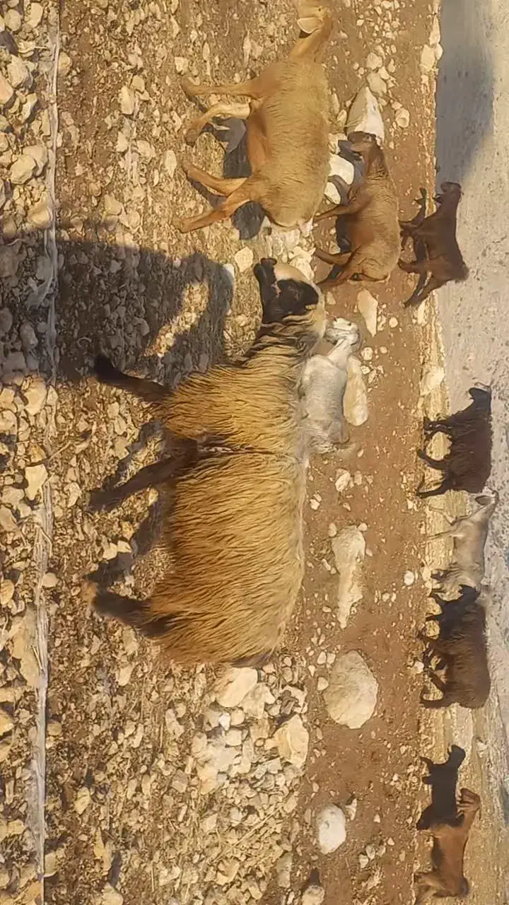 قوچ بختیاری کری لنگ دوقلو|حیوانات مزرعه|دهدشت, |دیوار