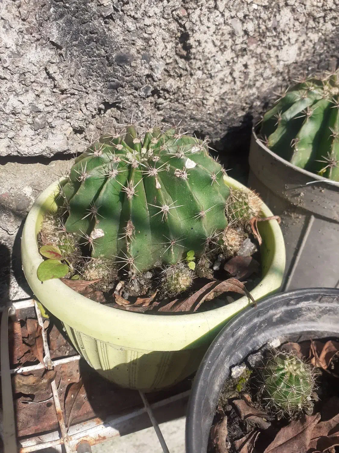 گل کاکتوس|گل و گیاه طبیعی|لاهیجان, خالو باغ|دیوار