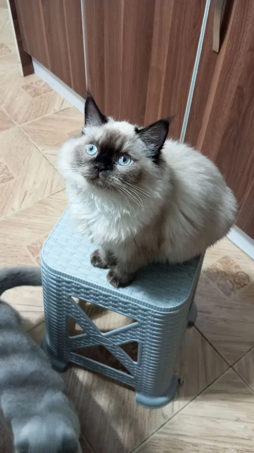 نژاد هیمالین چشم آبی|گربه|بیرجند, |دیوار