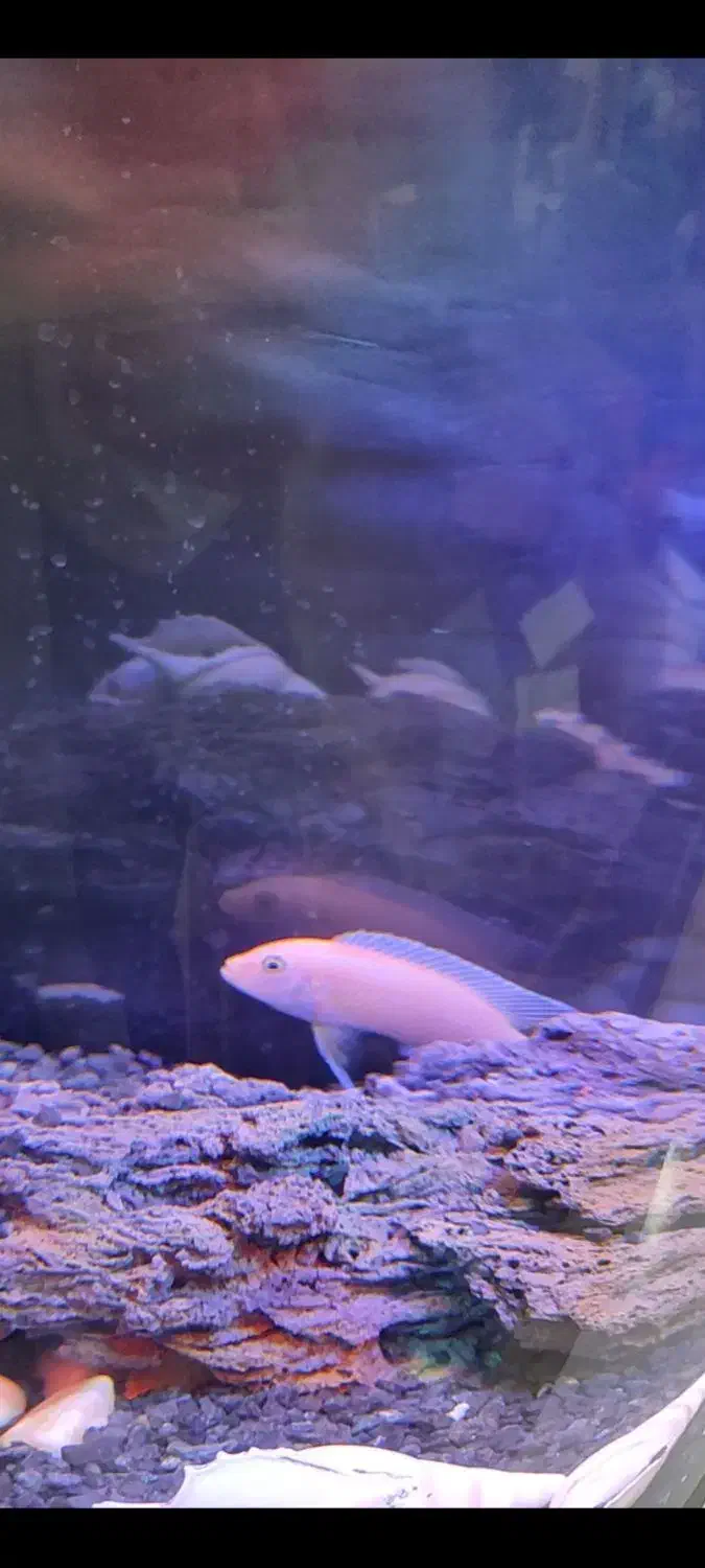 ماهی سیچلاید ماکرو زرد|ماهی|بردسکن, |دیوار