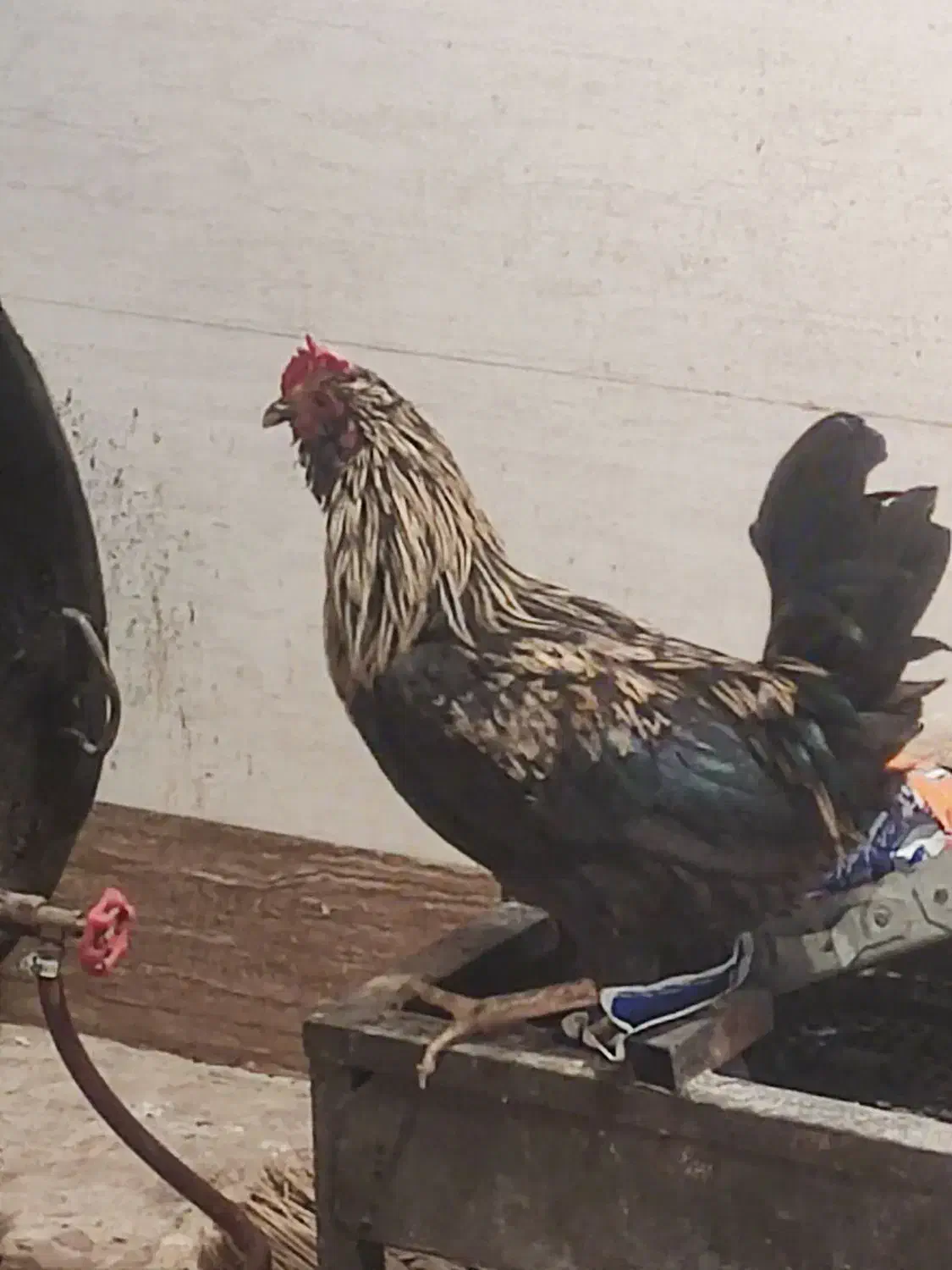 خروس سالم|حیوانات مزرعه|اهواز, کوی مندلی(سه راه خرمشهر)|دیوار