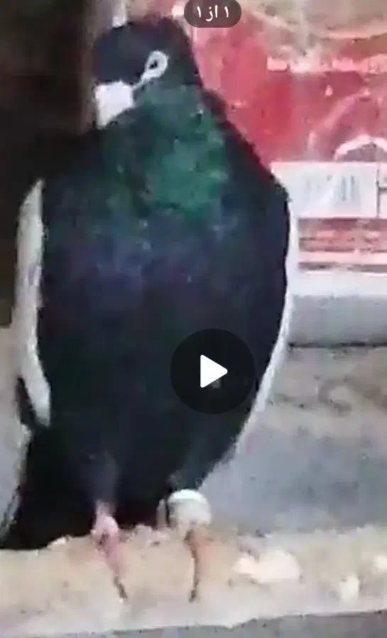 گم شده سینه|حیوانات|شیراز, نیستان|دیوار